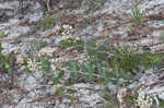 Pinewoods milkweed